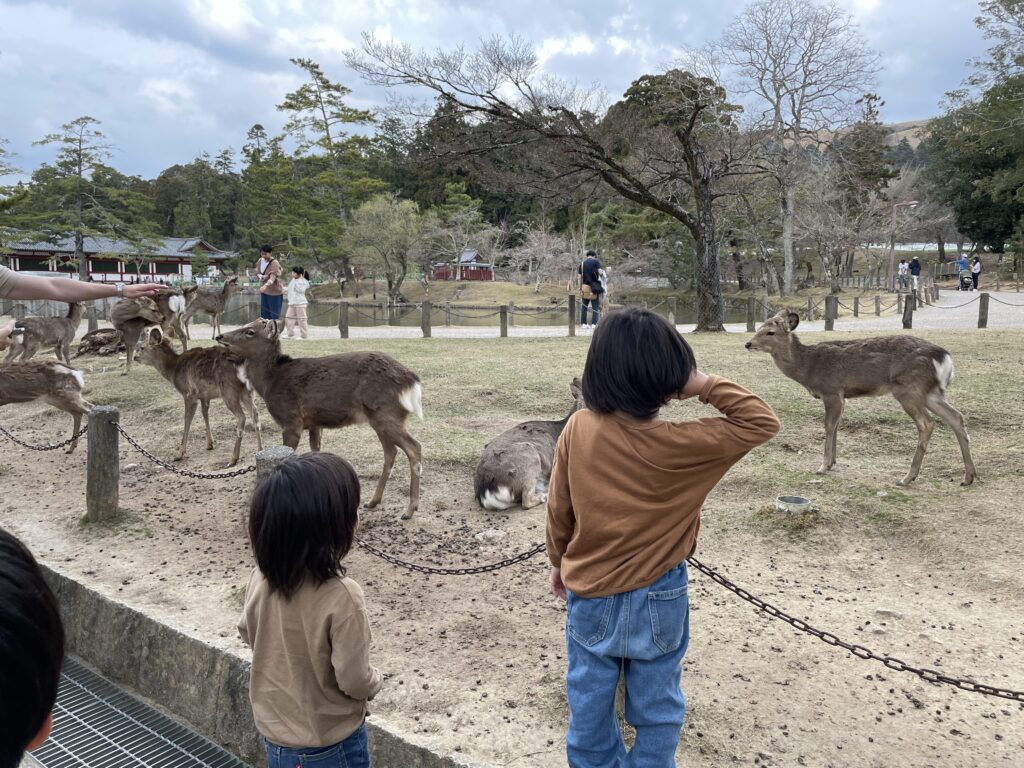 奈良公園の鹿を見つめる子どもたち