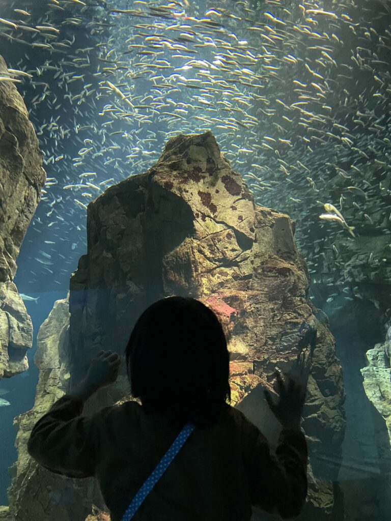 イワシの群れの前に立つ子ども