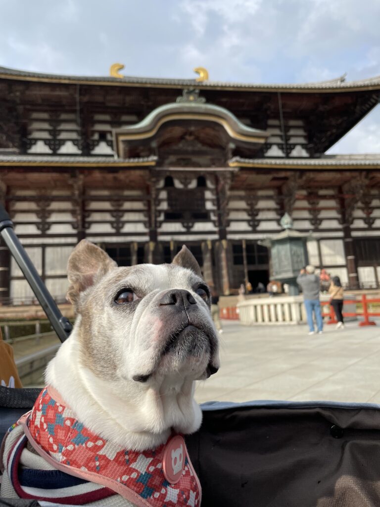 東大寺の大仏殿と愛犬