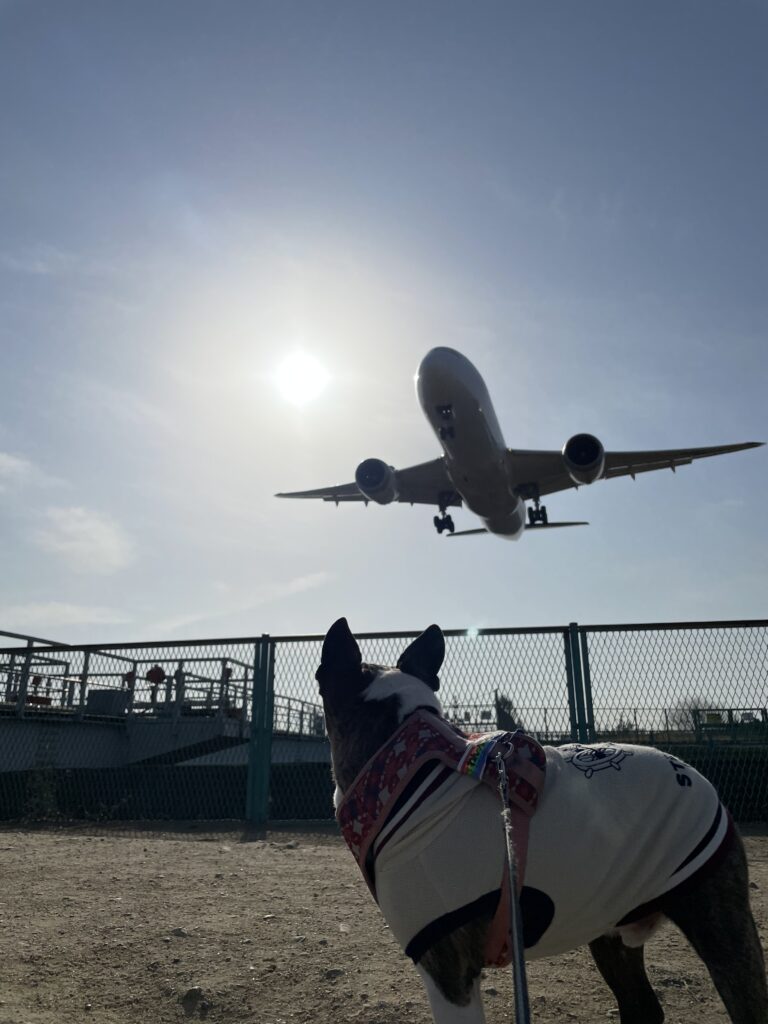 頭上を通過する飛行機と愛犬