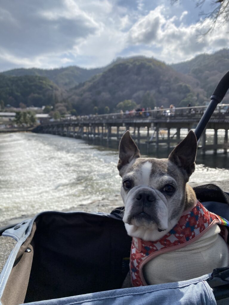 渡月橋を背景にした愛犬