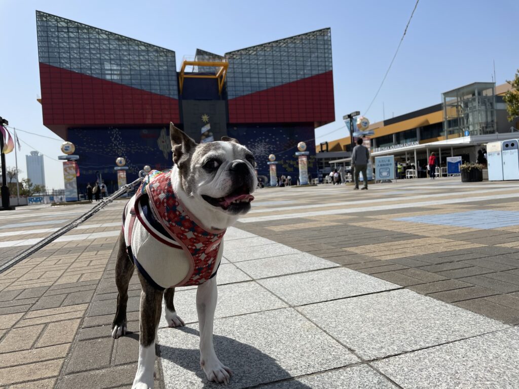 海遊館の前の広場でポーズをとる愛犬
