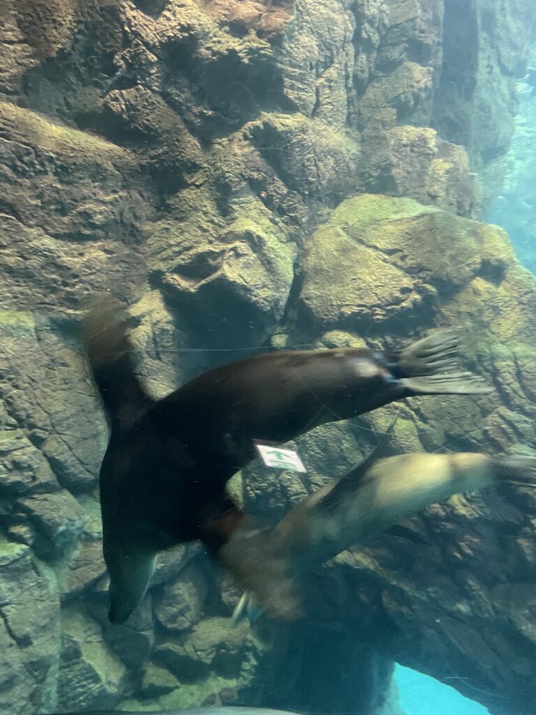 水中を泳ぐアシカ