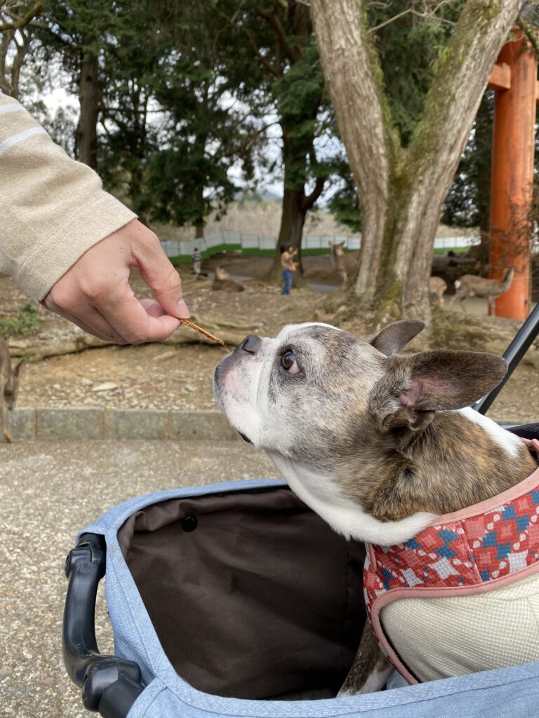 愛犬と鹿せんべいの手