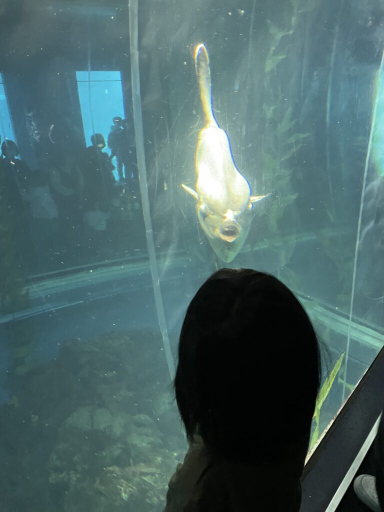 ガラス越しに泳ぐ魚