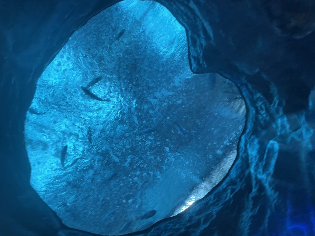 水中トンネルから見上げる景色