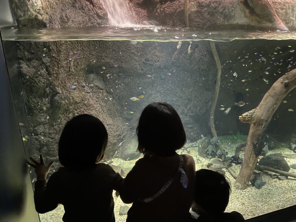 水槽をのぞき込む子どもたちの後ろ姿