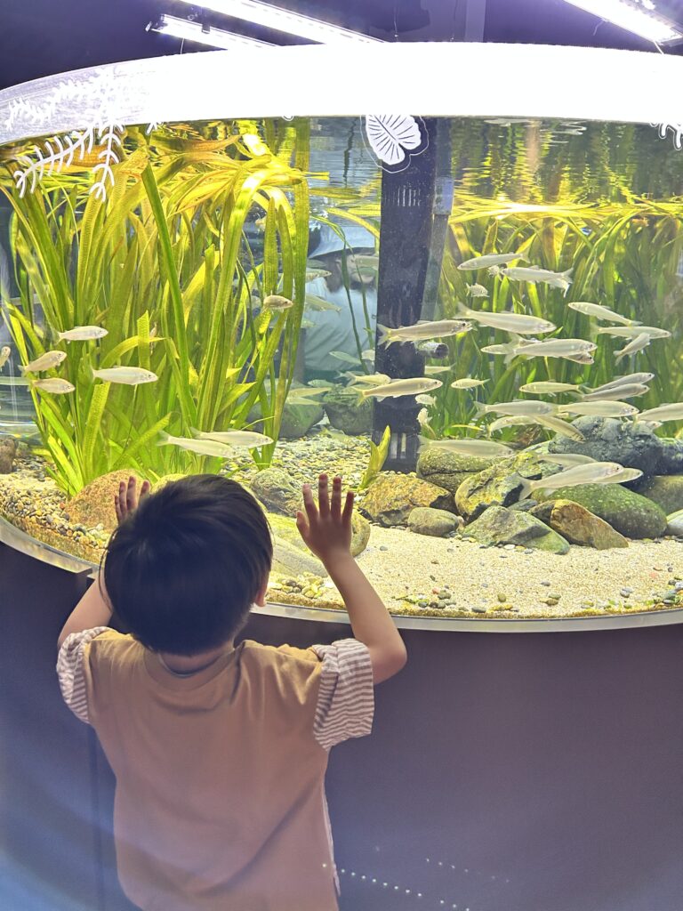 水槽に手をあてて魚を見つめる子ども