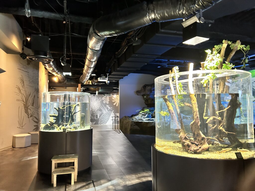 流木が配置された円柱形の水槽が並ぶ館内