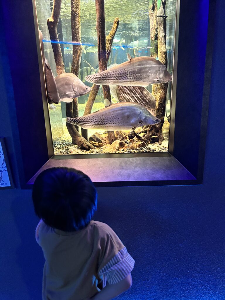 縦長の水槽で泳ぐ大きな魚を見上げる子ども