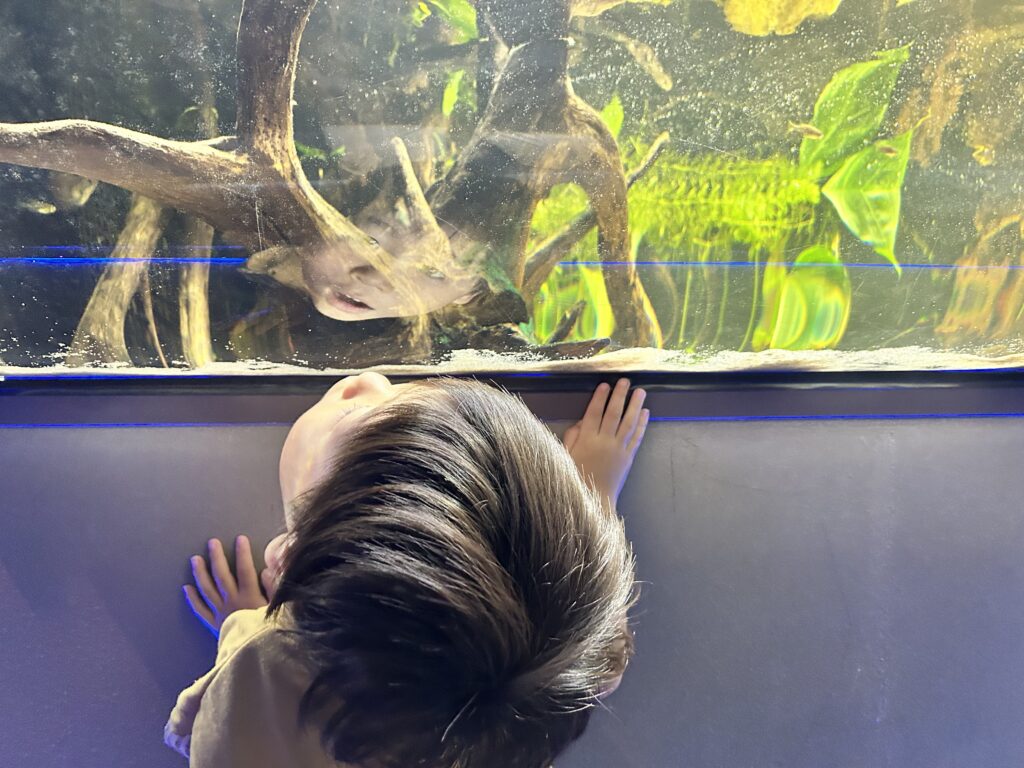 水槽をのぞきこむ子ども