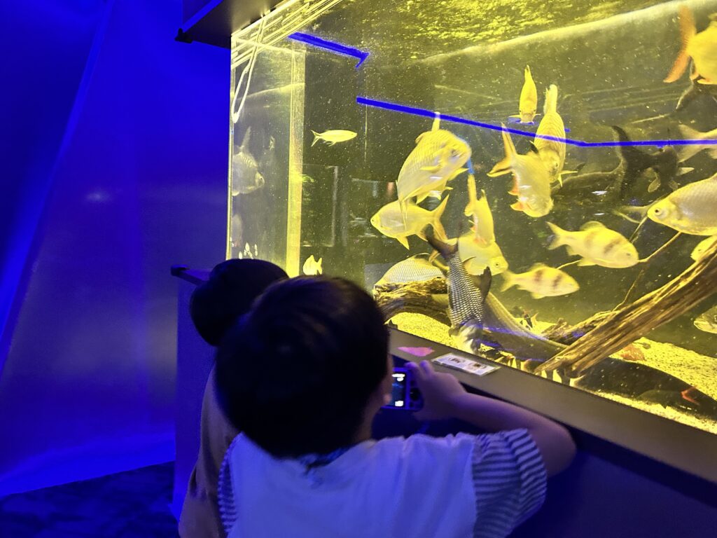 黄色いお魚が泳ぐ水槽を見つめる子ども