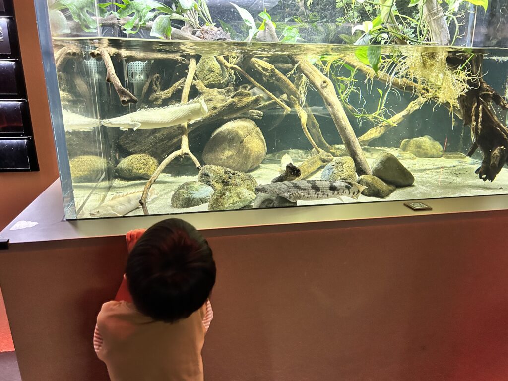 低い水槽をのぞく子ども