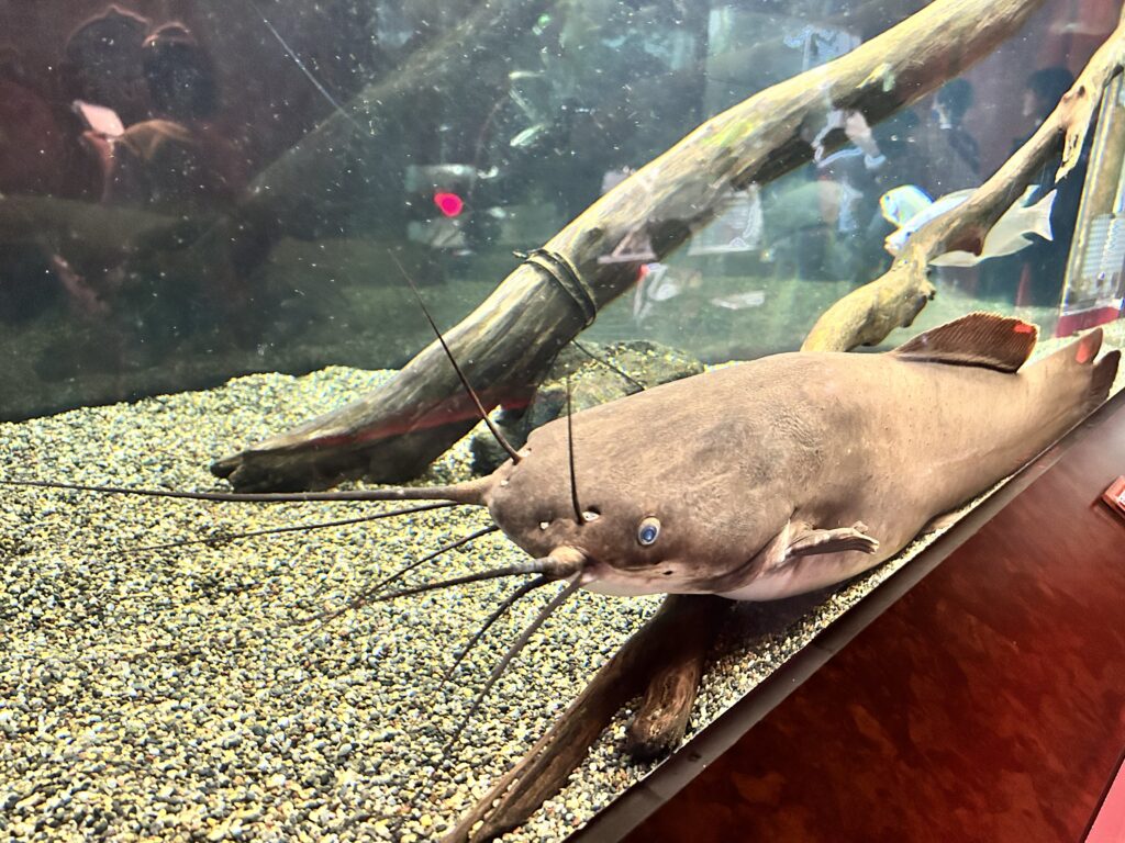 水槽で休むナマズ