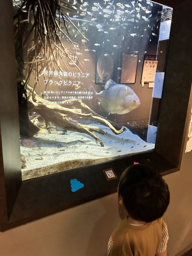 ブラックピラニアの水槽を見上げる子ども