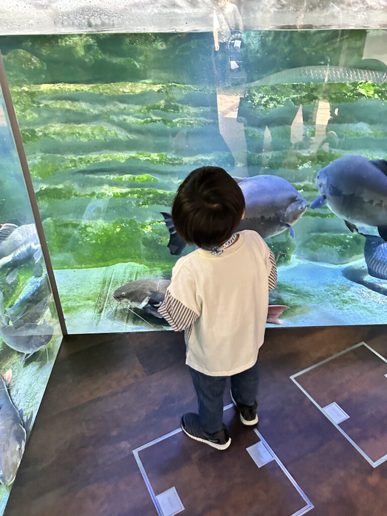 大きな魚を見つめる子ども