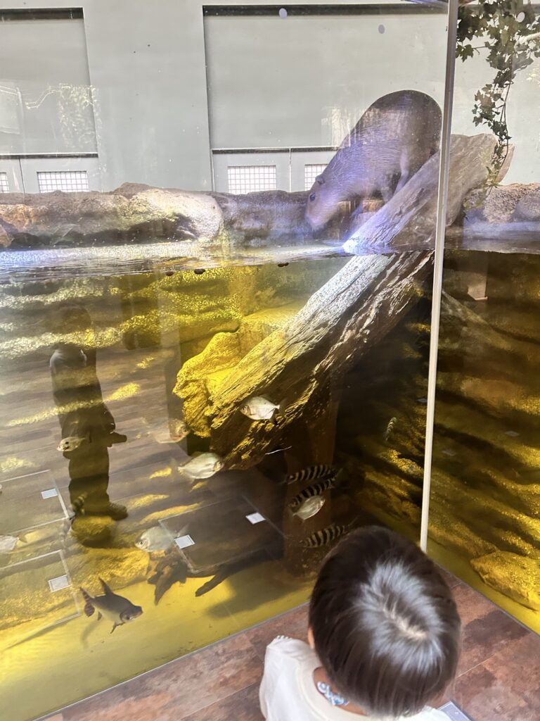 水中と陸が一緒に見える水槽