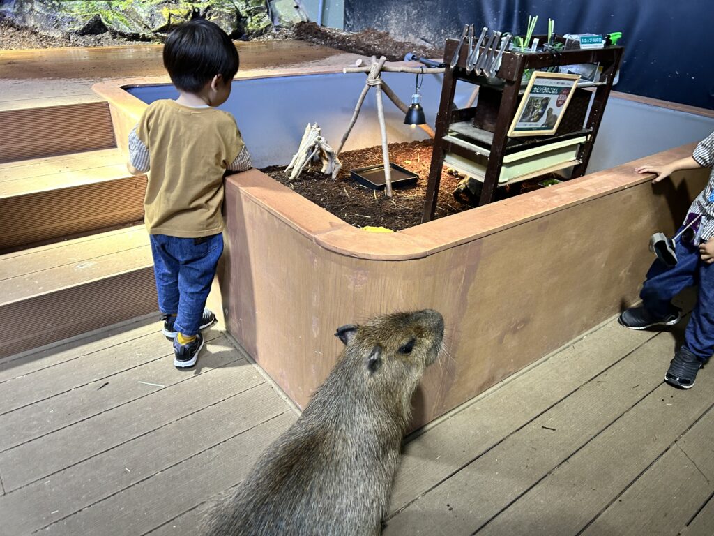 カピバラを見る子ども