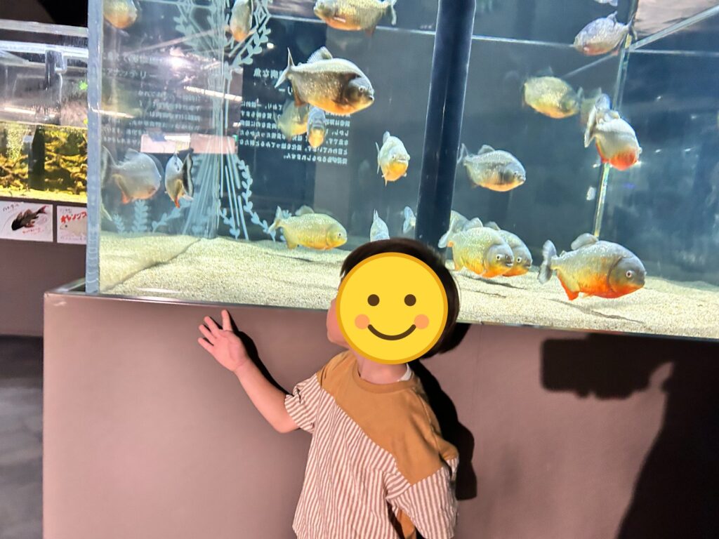 ピラニアの水槽をのぞく子ども