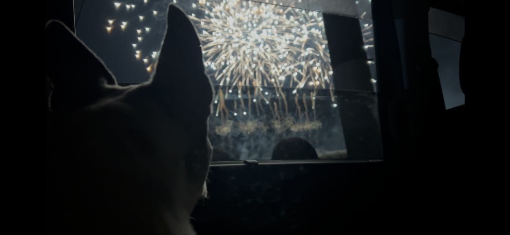 車の中から見た平沼花火大会の花火と愛犬のシルエット