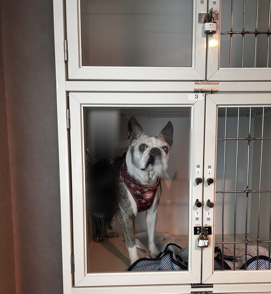 津軽海峡フェリーのペットルームのケージで待つ老犬