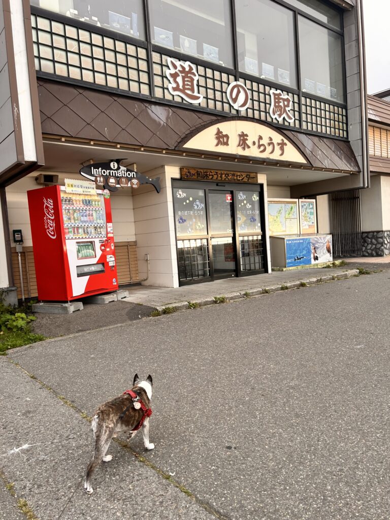 お店の前で待つ愛犬