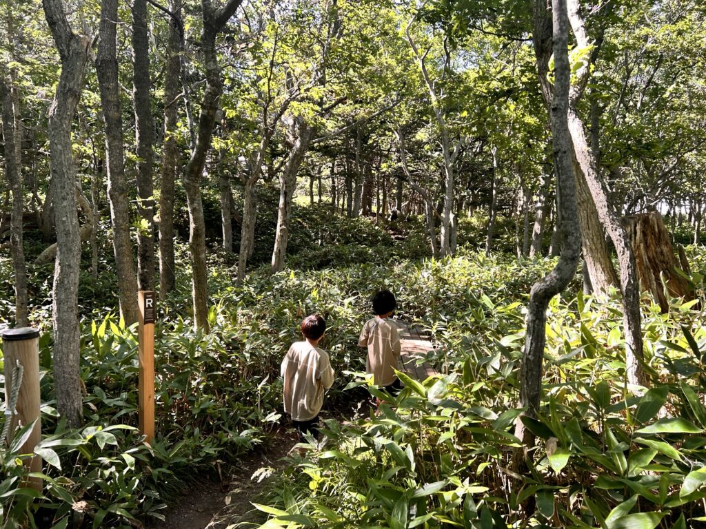 知床五湖周辺の森