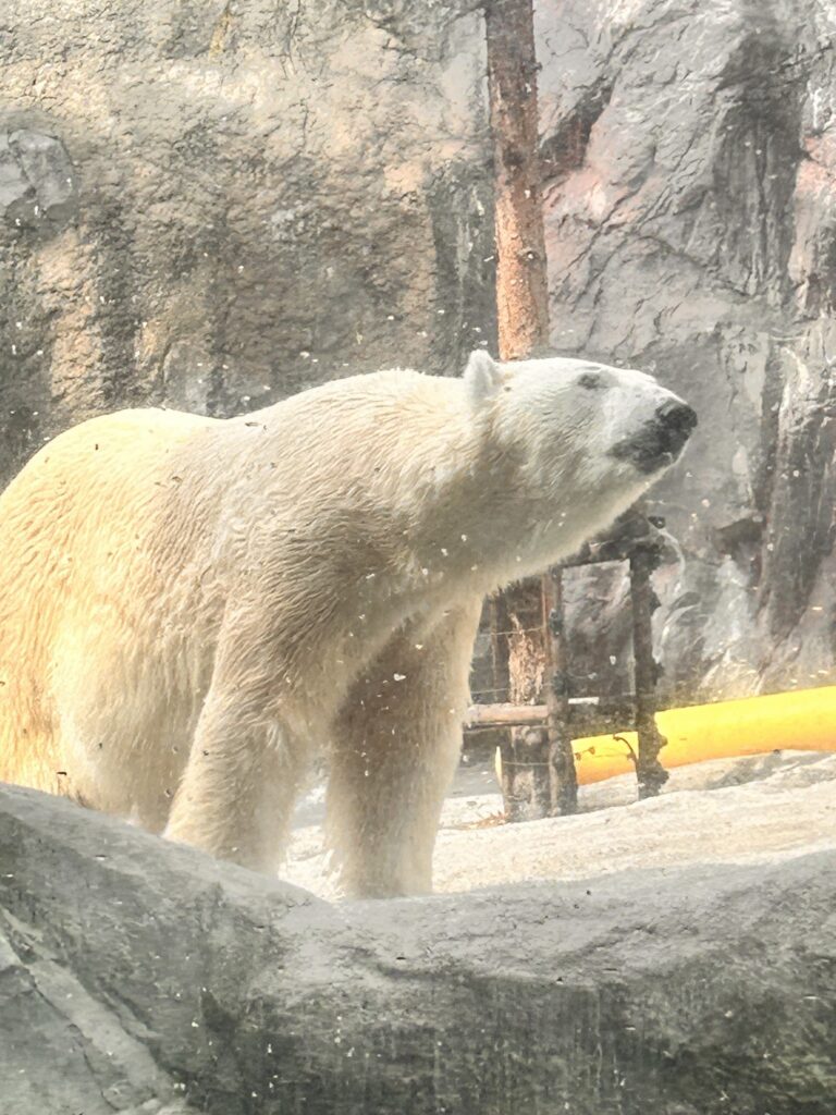 岩の上にいるホッキョクグマ