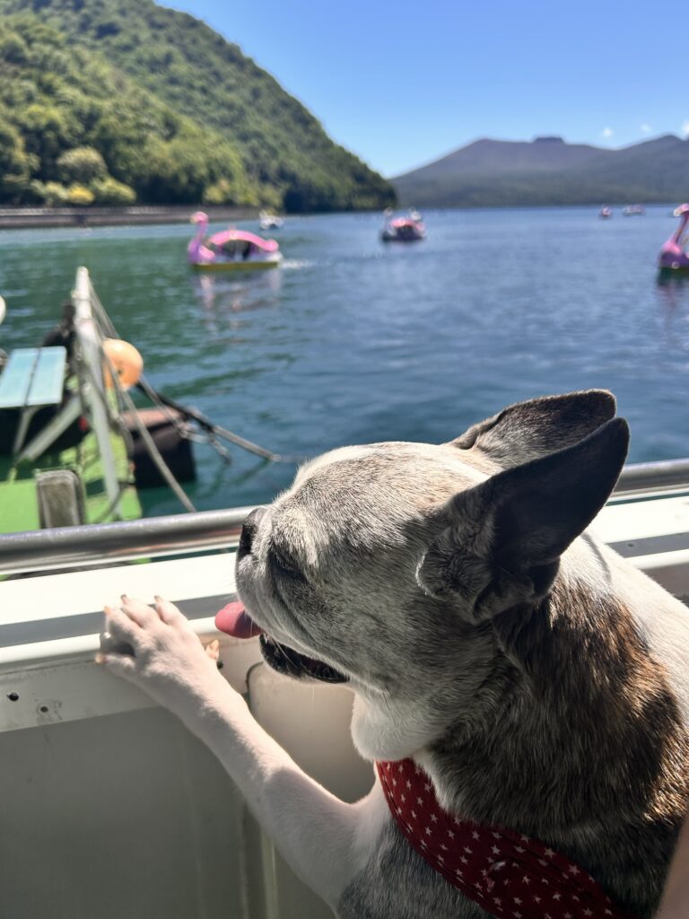 船のデッキから湖を眺める愛犬