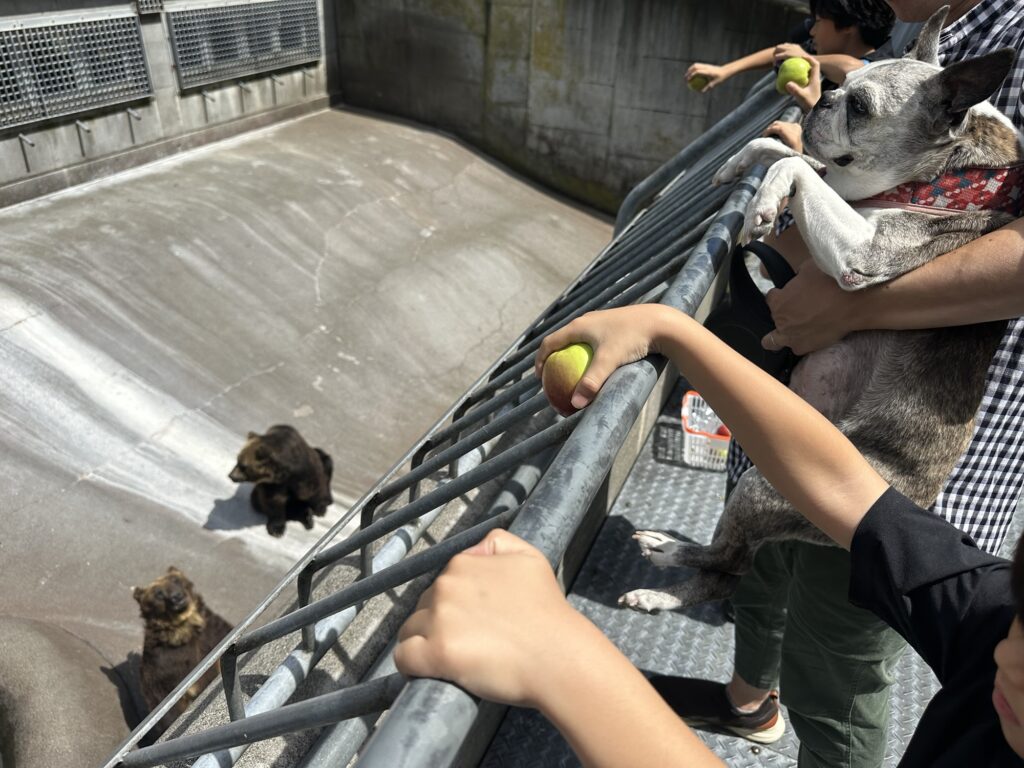 ヒグマにりんごを投げ入れるエサやり体験