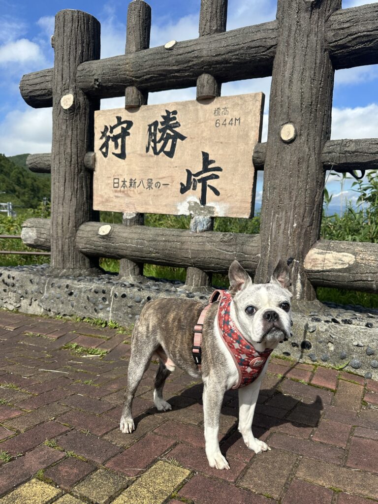 「狩勝峠」の看板の前に立つワンコ