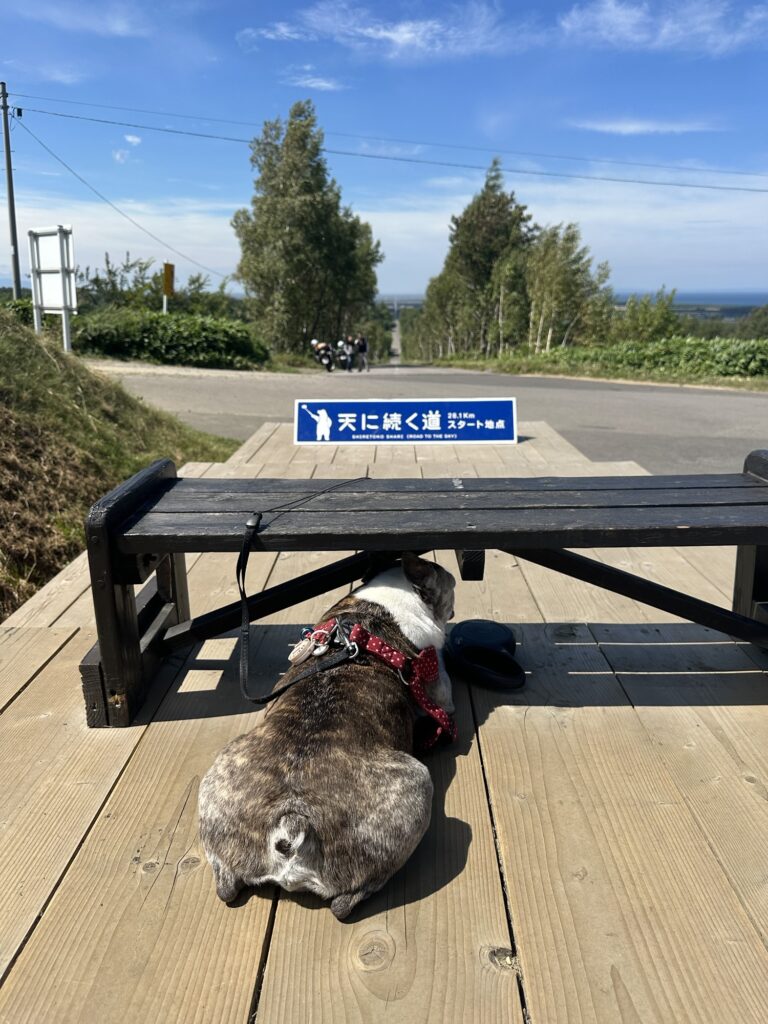 道端のベンチで休む愛犬