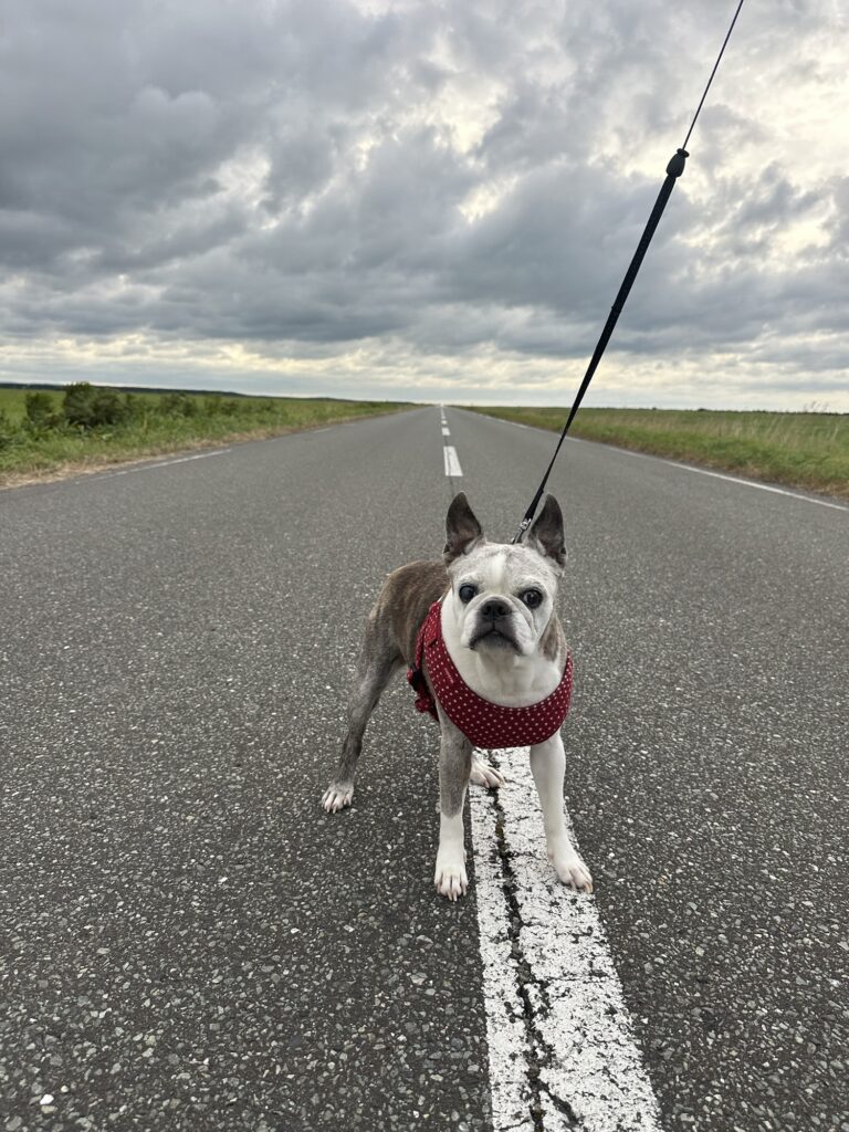 道路を歩く愛犬