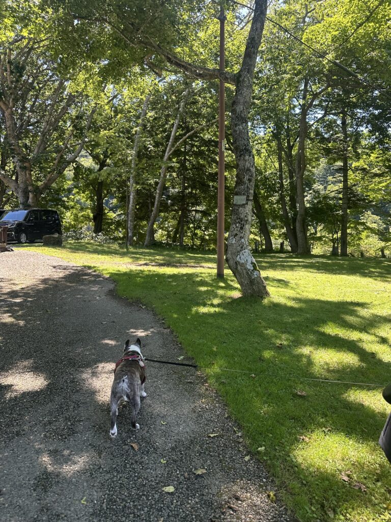 木もれ日の小道を歩く愛犬