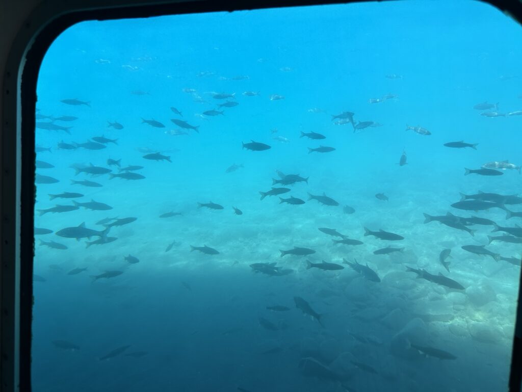 窓から見える湖の中を泳ぐ魚