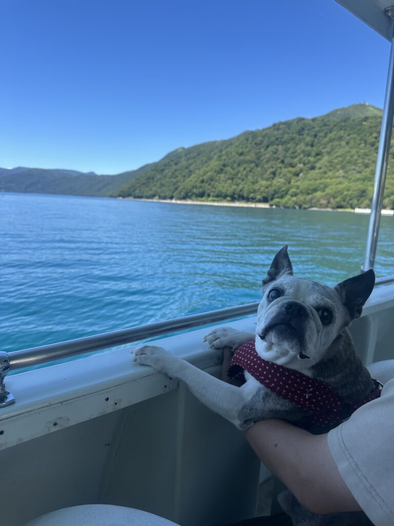 船の手すりから外を見る愛犬