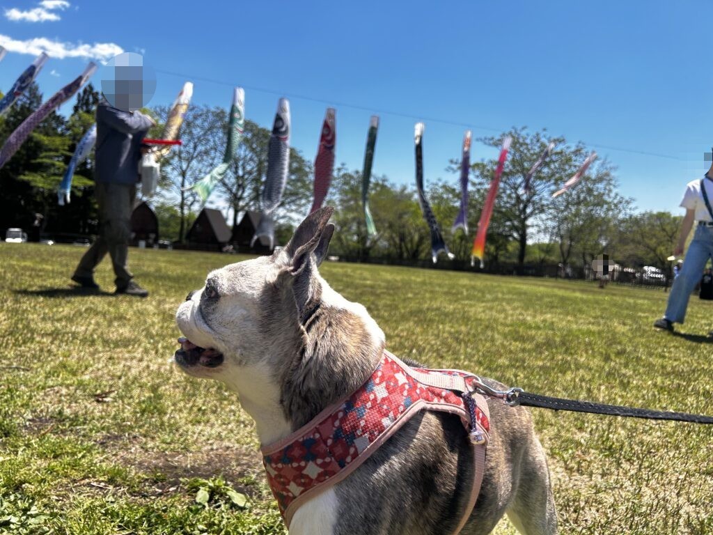 こいのぼりの下を歩く犬